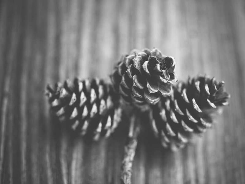 abg featured 10067 1760519557 crematório e Funerária