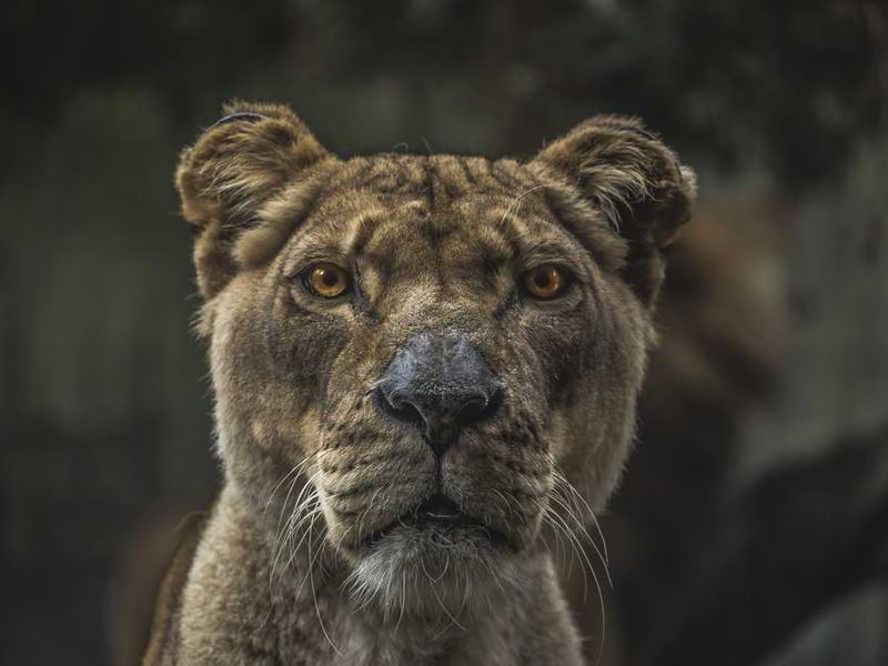 abg featured 10362 1760633147 crematório e Funerária