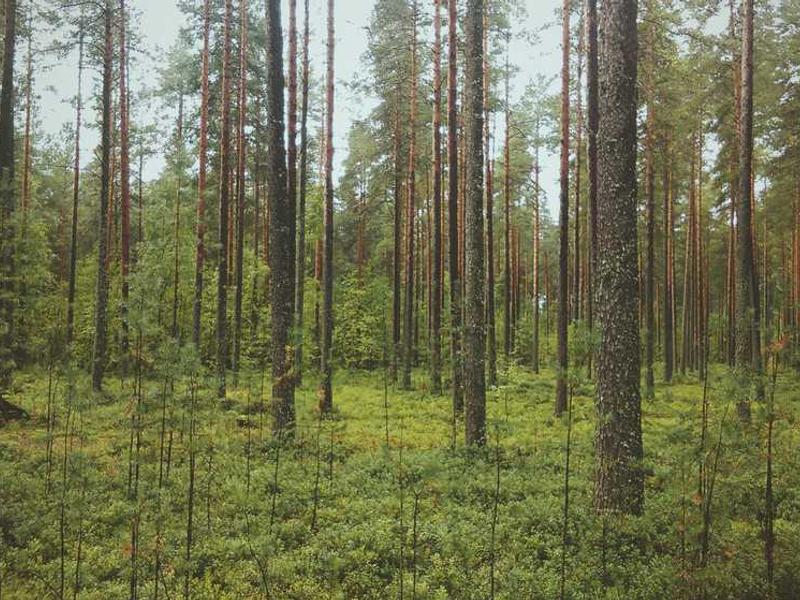 abg featured 10432 1760648432 crematório e Funerária