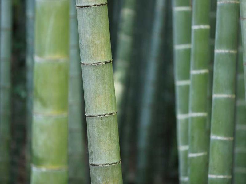 abg featured 10450 1760650239 crematório e Funerária