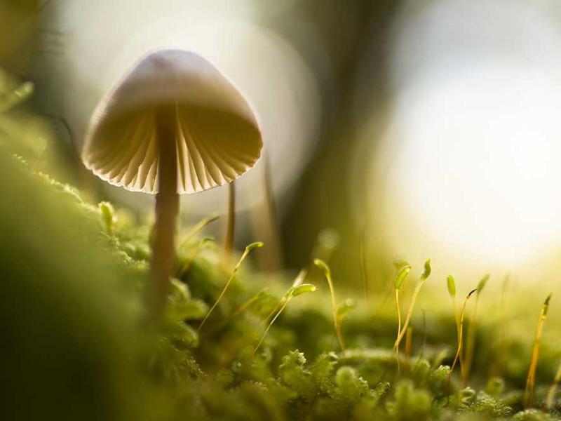 abg featured 10534 1760702473 crematório e Funerária