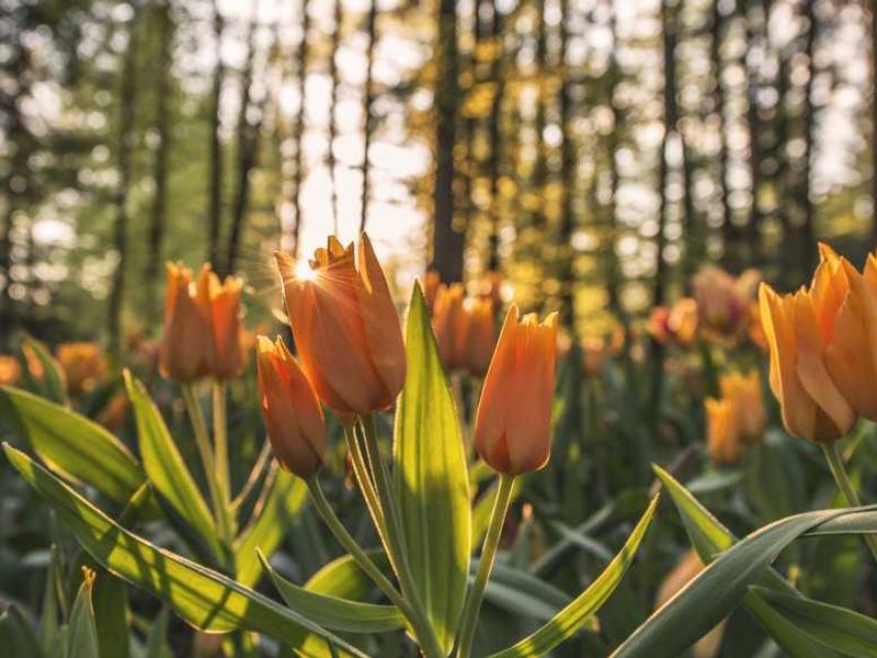 abg featured 10822 1760809830 crematório e Funerária