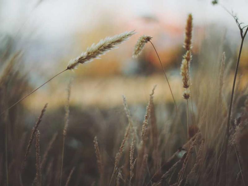 abg featured 11388 1761031940 crematório e Funerária