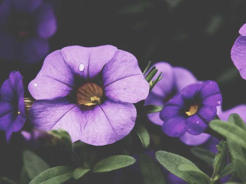 abg featured 11506 1761073832 crematório e Funerária