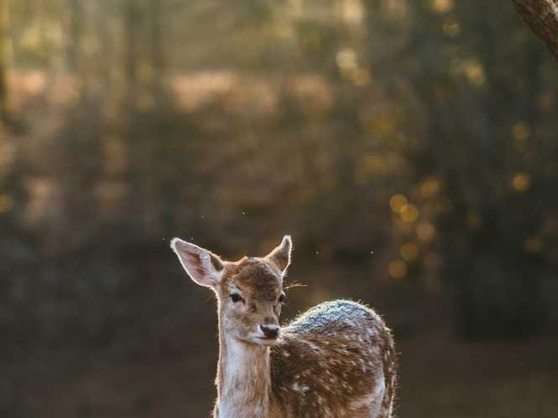 abg featured 11672 1761149298 crematório e Funerária