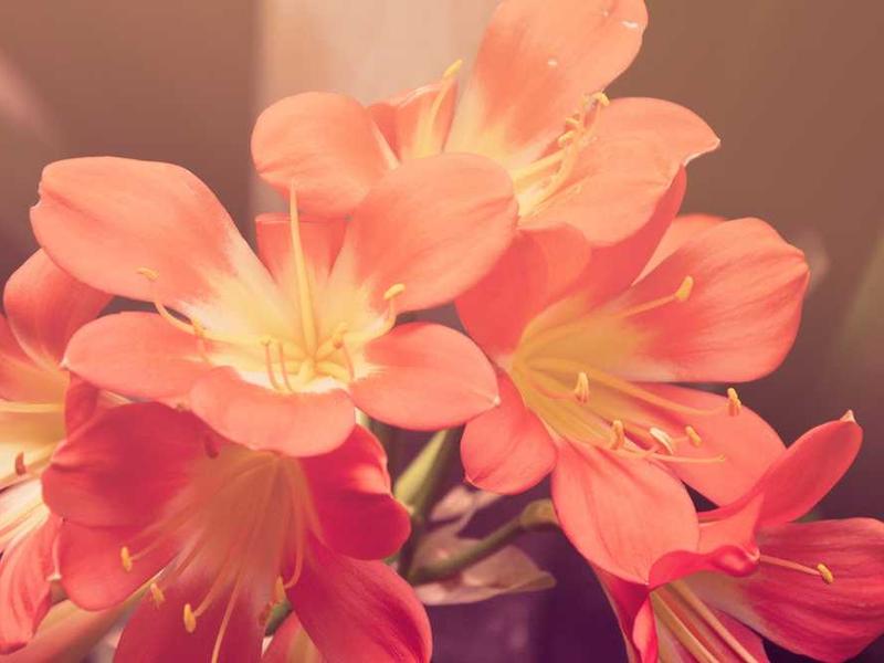 abg featured 11745 1761164930 crematório e Funerária