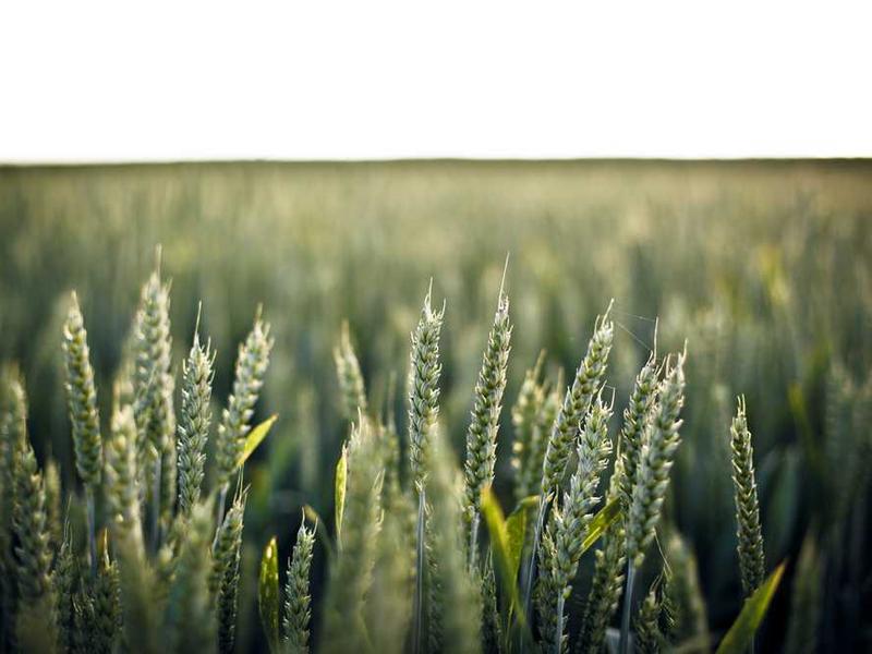 abg featured 11829 1761213308 crematório e Funerária