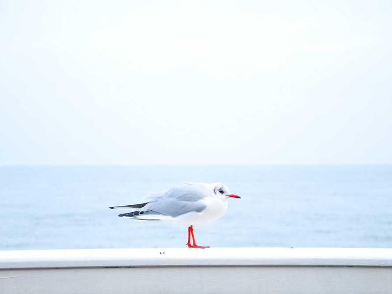 abg featured 11909 1761242490 crematório e Funerária