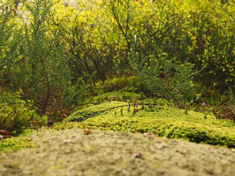 abg featured 8890 1760046624 crematório e Funerária