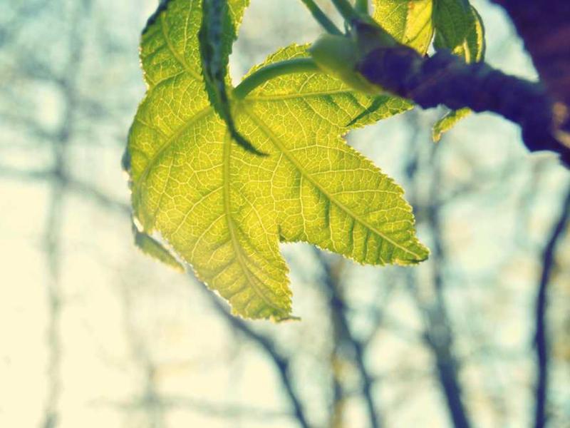 abg featured 14439 1764103252 crematório e Funerária