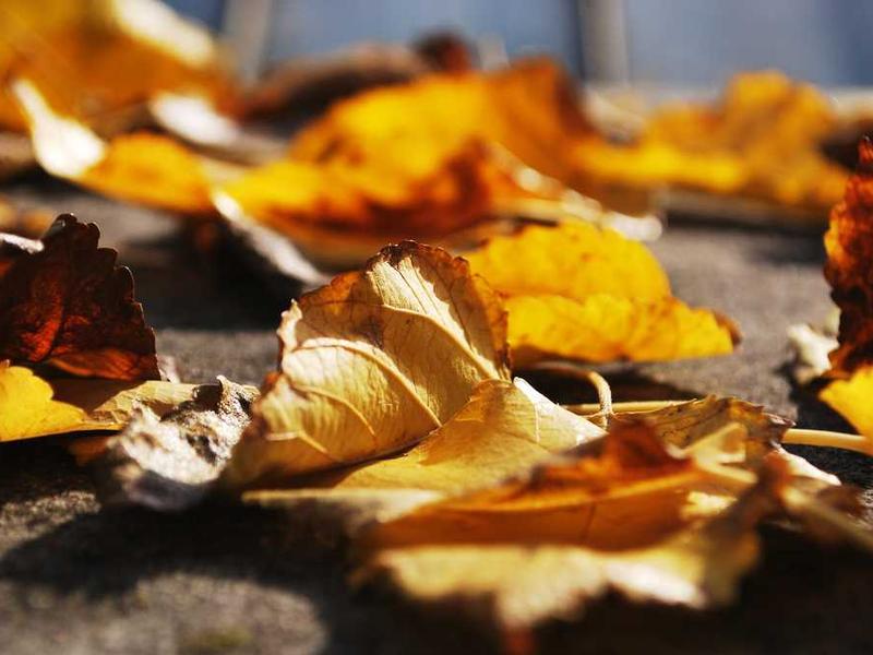 abg featured 14573 1764169799 crematório e Funerária